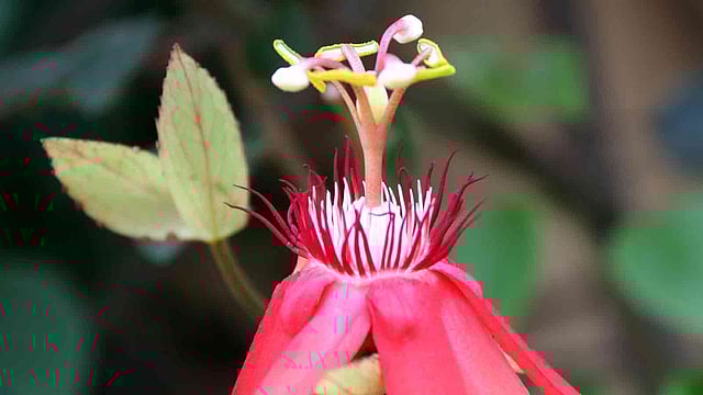 সড়কের ধারে ফুটে আছে দৃষ্টিনন্দন লাল ঝুমকো ফুল। মাটিডালি বেইলি সেতু এলাকা, বগুড়া সদর, বগুড়া, ১৭ মে। ছবি: সোয়েল রানা