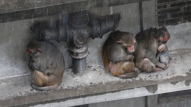 সকালে ঢাকার বিভিন্ন স্থানে বৃষ্টি হয়েছে। বৃষ্টি থেকে গা বাঁচাতে জানালার ছাউনির ওপর জড়সড় হয়ে বসে আছে কয়েকটি বানর। কৈলাস ঘোষ লেন, ঢাকা, ১৮ই মে। ছবি: দীপু মালাকার