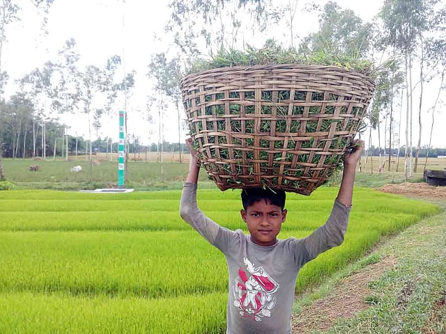 গরুর জন্য ঘাস লাগবে। ঝুড়িভরা ঘাস মাথায় নিয়ে ফিরছে শিশু। শ্রীমঙ্গলের মন্দিরগাঁও এলাকা, মৌলভীবাজার, ১৮ মে। ছবি: শিমুল তরফদার