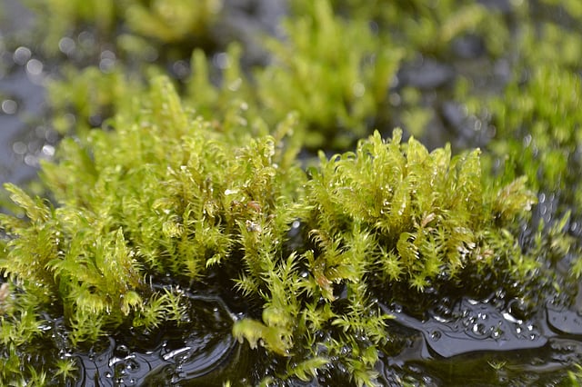 এই বিশেষ প্রজাতির শেওলা নিয়েই হয়েছে গবেষণা