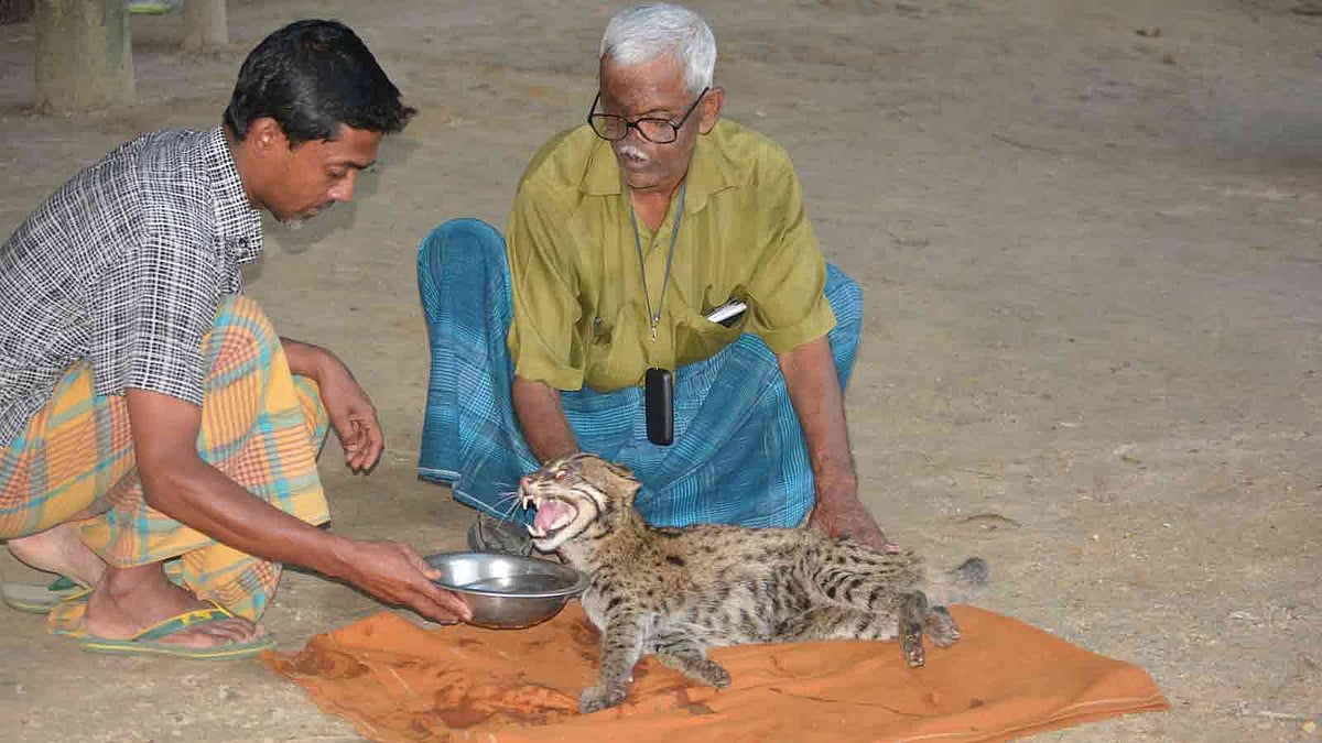 সেবা-শুশ্রূষায় কিছুটা সুস্থ হয়েছে সড়ক দুর্ঘটনায় গুরুতর আহত হওয়া মেছোবাঘটি। মৌলভীবাজার, শ্রীমঙ্গল, ১৯ মে। ছবি: শিমুল তরফদার