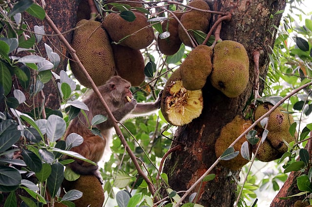 আরাম করে কাঁঠাল খেতে ব্যস্ত একটি বানর।