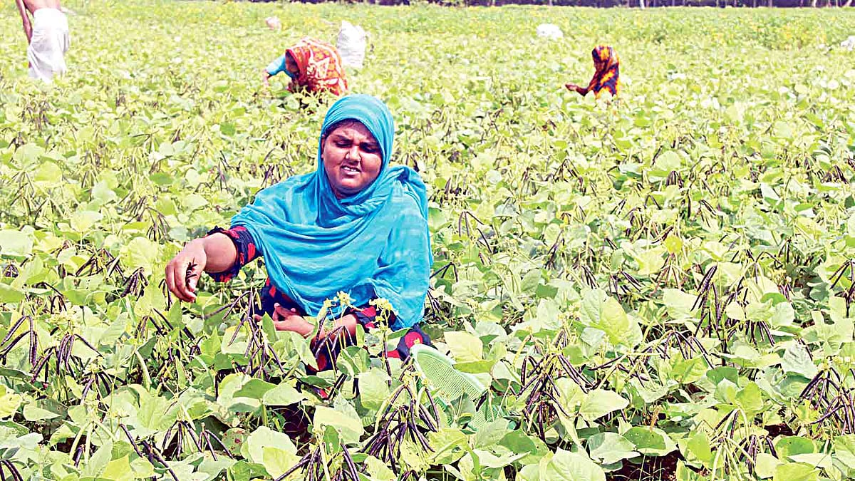 ভোলায় এ বছর মুগ ডালের ব্যাপক ফলন হয়েছে। খেত থেকে পূর্ণোদ্যমে ডাল তোলা হচ্ছে। সম্প্রতি ভোলা সদর উপজেলার পরানগঞ্জে। ছবি: প্রথম আলো