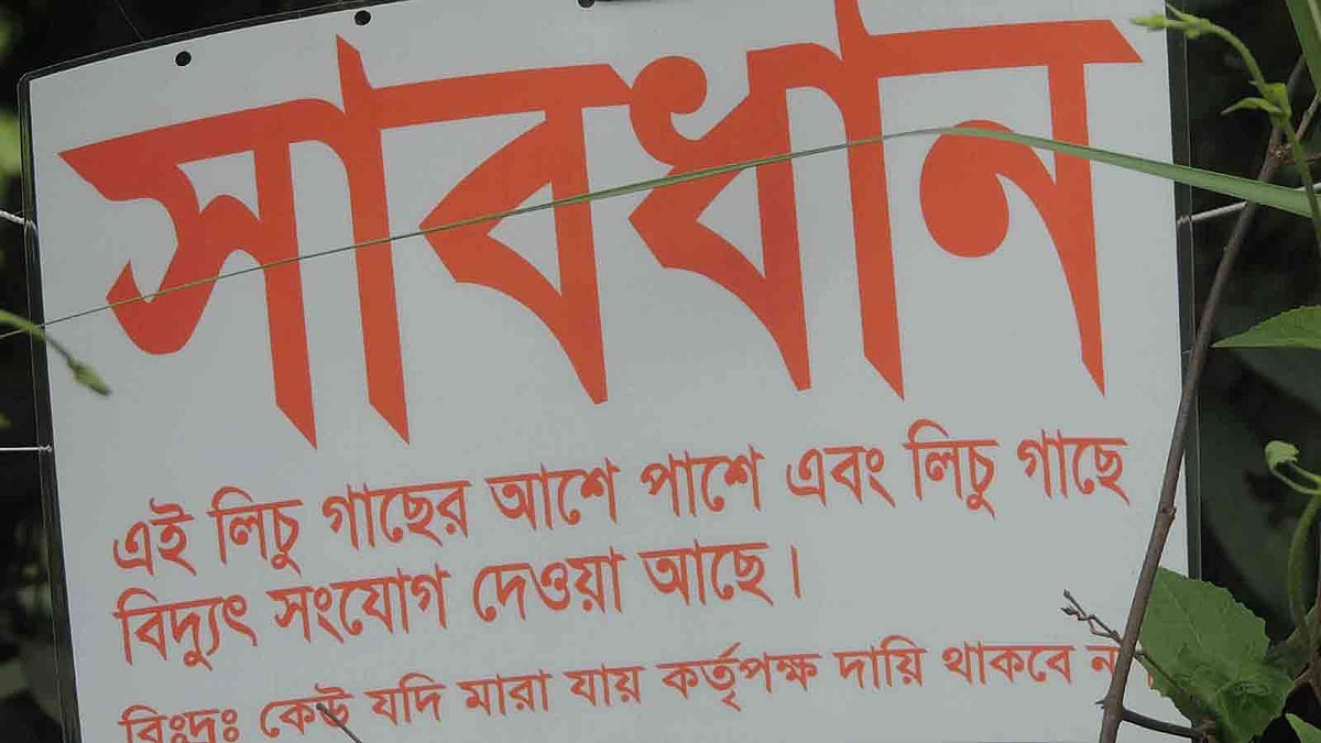 লিচু চুরি ঠেকাতে গাছে বৈদ্যুতিক ফাঁদ পাতা হয়েছে। বাগাতিপাড়া, নাটোর, ২৪ মে। ছবি: প্রথম আলো