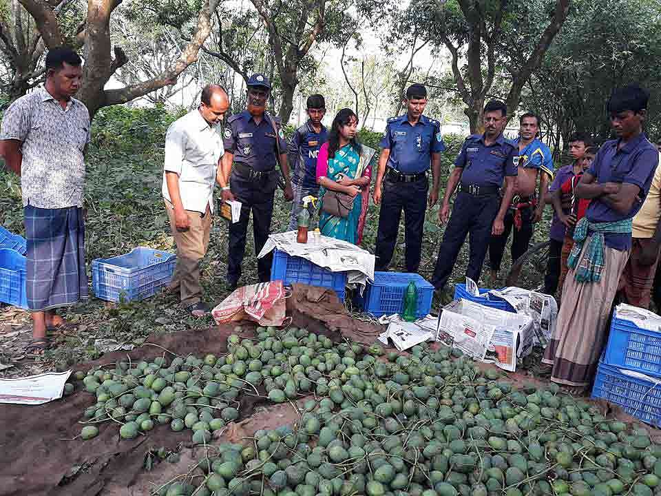 জেলা প্রশাসনের নির্ধারিত সময়ের আগেই হিমসাগর আম উত্তোলন করে বাজারজাত করার অপরাধে এক আম ব্যবসায়ীকে দুই দিনের কারাদণ্ড দেওয়া হয়েছে। মুজিবনগর, মেহেরপুর, ২৪ মে। ছবি: প্রথম আলো