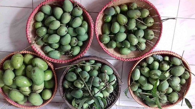 হাবিবুর রহমান নামের এক আমচাষি তাঁর গাছ থেকে গোপালভোগ আম সংগ্রহ করেছেন। বাগাতিপাড়া, নাটোর, ২৫ মে। ছবি: প্রথম আলো