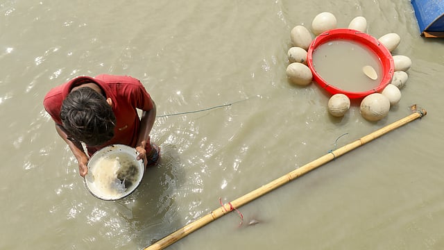 থালার পানিতে পোনা খুঁজছেন একজন।