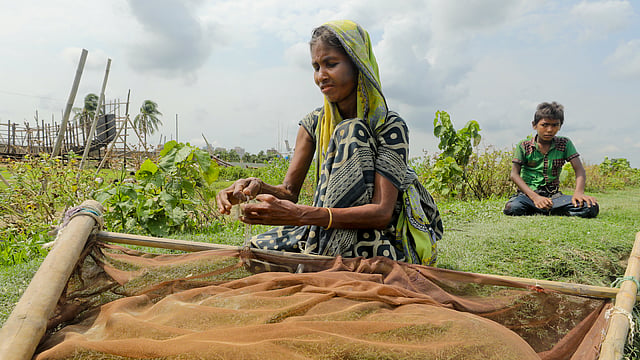 চিংড়ির পোনা ধরতে মশারি জাল তৈরি করছেন একজন।