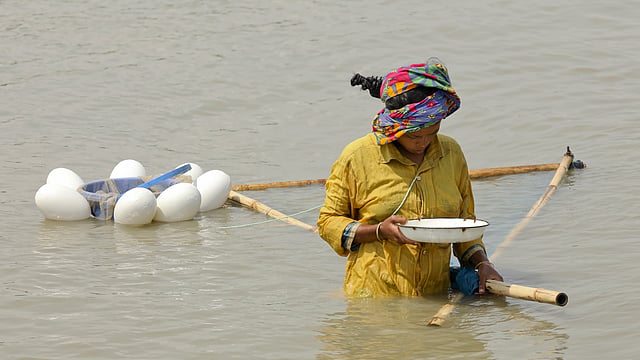 পুরুষের পাশাপাশি নারীরাও পোনা সংগ্রহ করেন।