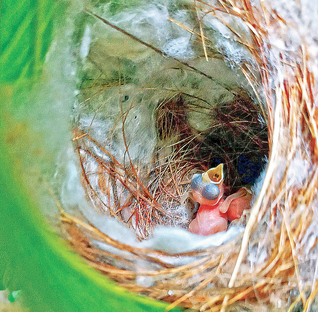 আমের চারার ডালে বাঁধা বাসায় টুনটুনির ছানা।