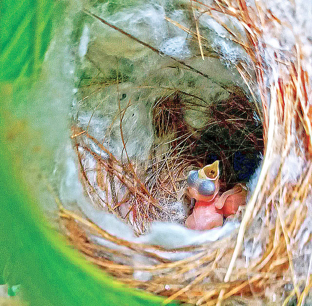 আমের চারার ডালে বাঁধা বাসায় টুনটুনির ছানা।