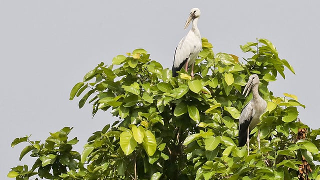 বঙ্গবন্ধু সাফারি পার্কে গাছের ডগায় বসে আছে দুটি ‘শামুকখোল’ পাখি। ২৮ মে ২০১৮। ছবি: প্রথম আলো