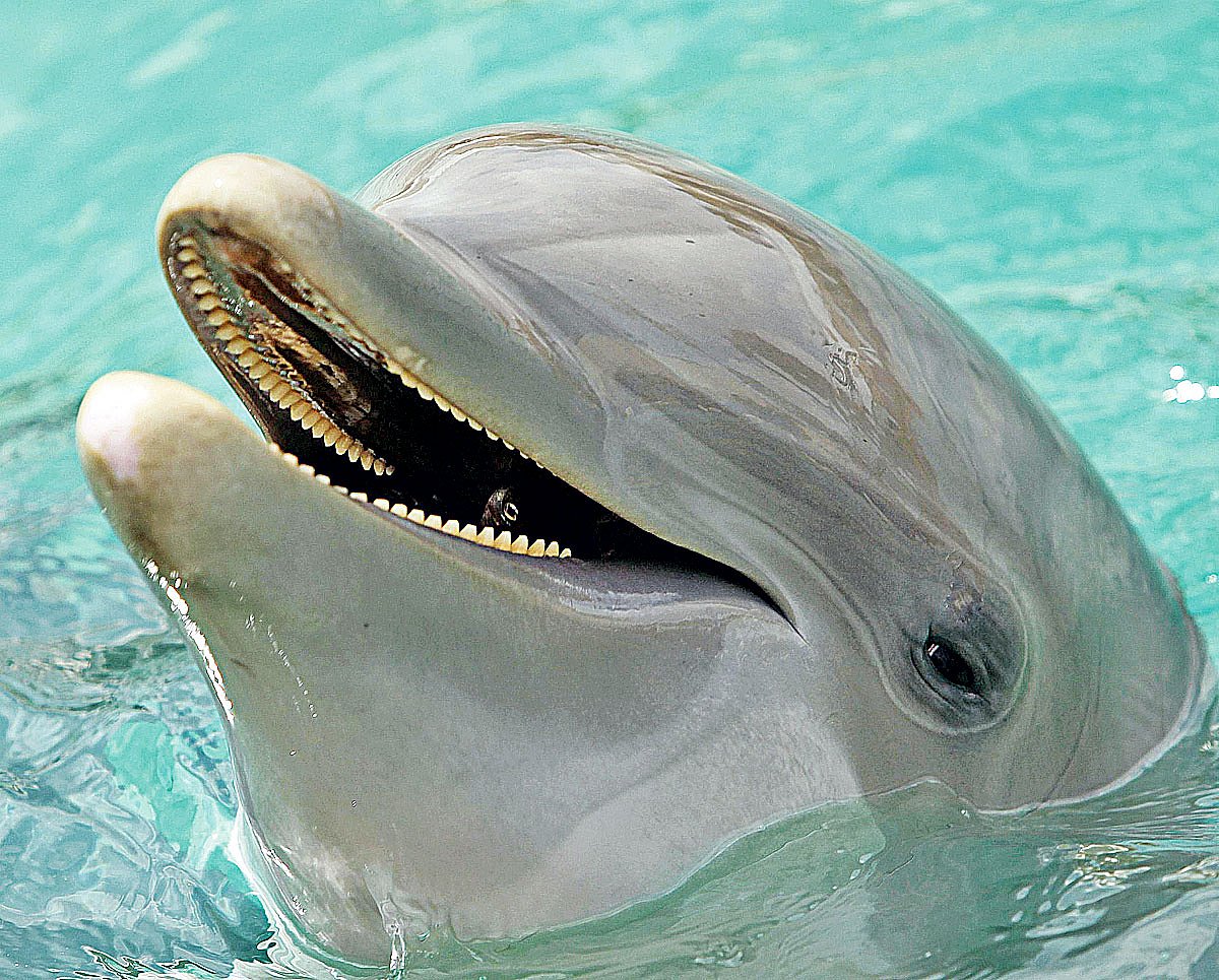 মেরিন পার্কে ডলফিন।