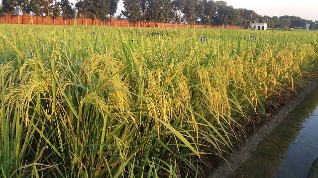দেশজুড়ে চাষাবাদের জন্য অবমুক্ত করা হলো ব্রি-৮৭ ধান। ছবি: প্রথম আলো