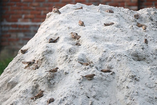 পড়ন্ত বিকেলে বালুর মাঝে গড়াগড়ির খেলা। সাঁড়া ঝাউদিয়া, ঈশ্বরদী, পাবনা, ২ জুন। ছবি: হাসান মাহমুদ