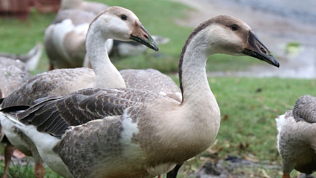 দল বেঁধে ঘাস খাচ্ছে রাজহাঁস। বাড়িতে রাজহাঁস পালন লাভজনক। একদিন বয়সী হাঁসের ছানা ২৫০ টাকায় ও খাওয়ার উপযোগী হাঁস ৭০০ থেকে ১০০০ টাকায় বিক্রি হয়। কালিকাপুর, ঈশ্বরদী, পাবনা, ১ জুন। ছবি: হাসান মাহমুদ