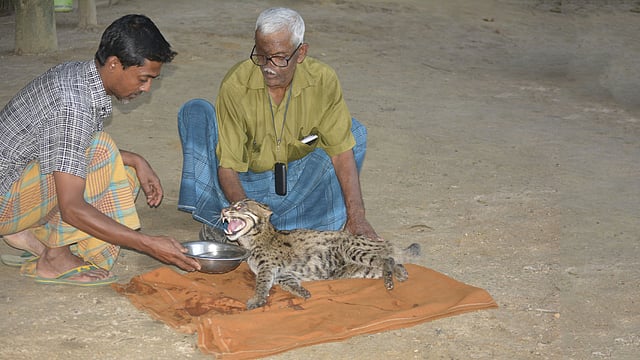 দুর্ঘটনায় আহত একটি মেছোবাঘকে সুস্থ করে তুলতে সেবা দিচ্ছেন সিতেশ রঞ্জন দেব। সম্প্রতি মৌলভীবাজারের শ্রীমঙ্গলের বন্য প্রাণী সেবা ফাউন্ডেশন থেকে তোলা। ছবি: শিমুল তরফদার