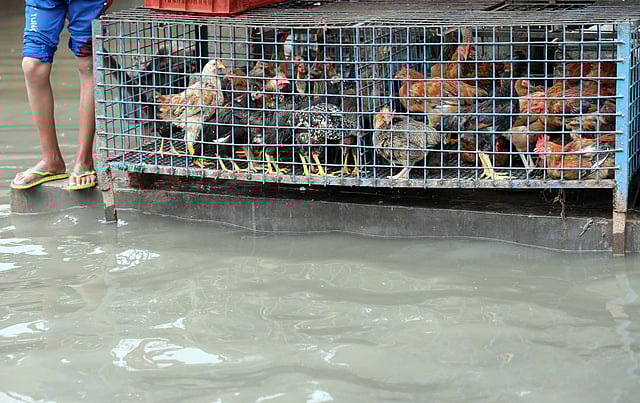 বৃষ্টির পানি আরেকটু বাড়লে ডুবতে পারে মুরগির এই খাঁচাও। আগ্রাবাদ সিডিএ এলাকা, চট্টগ্রাম, ১১ জুন। ছবি: জুয়েল শীল
