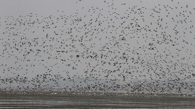 টাঙ্গুয়ার হাওরে পাখির সংখ্যা গত এক বছরে ৯১ হাজার ২৩৬টি থেকে কমে ৫৯ হাজার ৫৪২টিতে নেমে এসেছে। ছবি: বাংলাদেশ বার্ডস ক্লাব