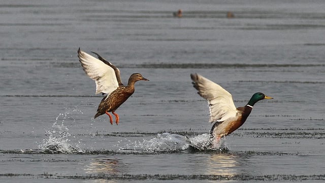টাঙ্গুয়ার হাওরে পাখির খেলা। ছবি: বাংলাদেশ বার্ডস ক্লাব