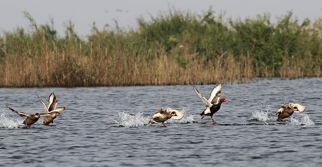টাঙ্গুয়ার হাওরে পাখির খেলা। ছবি: বাংলাদেশ বার্ডস ক্লাব