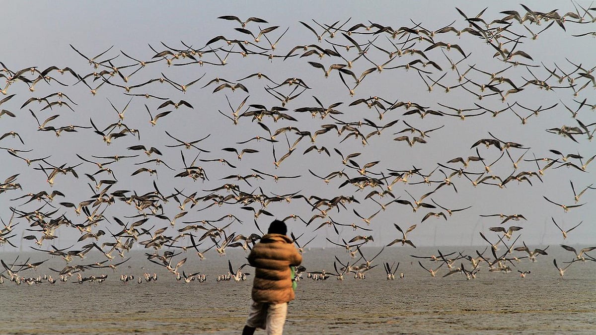 গত বছরের তুলনায় এবার দেশে পাখির বিচরণ কমেছে প্রায় ৪০ হাজার। ছবি: বাংলাদেশ বার্ডস ক্লাব