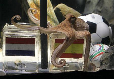 অক্টোপাস পল ২০০৮–২০১০ সালের মধ্যে ইউরো ও বিশ্বকাপ নিয়ে ১৪টি ভবিষ্যদ্বাণী করেছিল। ছবি: রয়টার্স