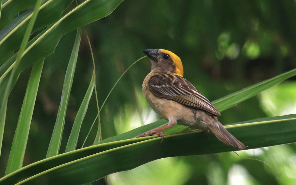 নতুন বাসা তৈরির জন্য নারকেলগাছের পাতা ছিঁড়তে এসেছে এই বাবুই।