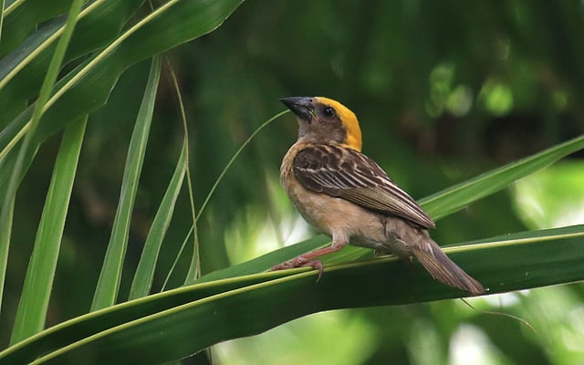 নতুন বাসা তৈরির জন্য নারকেলগাছের পাতা ছিঁড়তে এসেছে এই বাবুই।