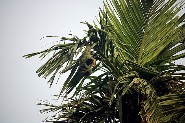 চলছে নতুন সবুজ আবাস তৈরির কাজ।