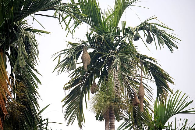 একই গাছে নতুন ও পুরোনো বাসা। নতুন বাসা সবুজ হয়।