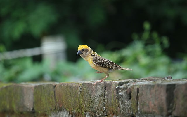 খাবারের খোঁজে এদিক-সেদিক ঘোরাঘুরি করছে বাবুই।