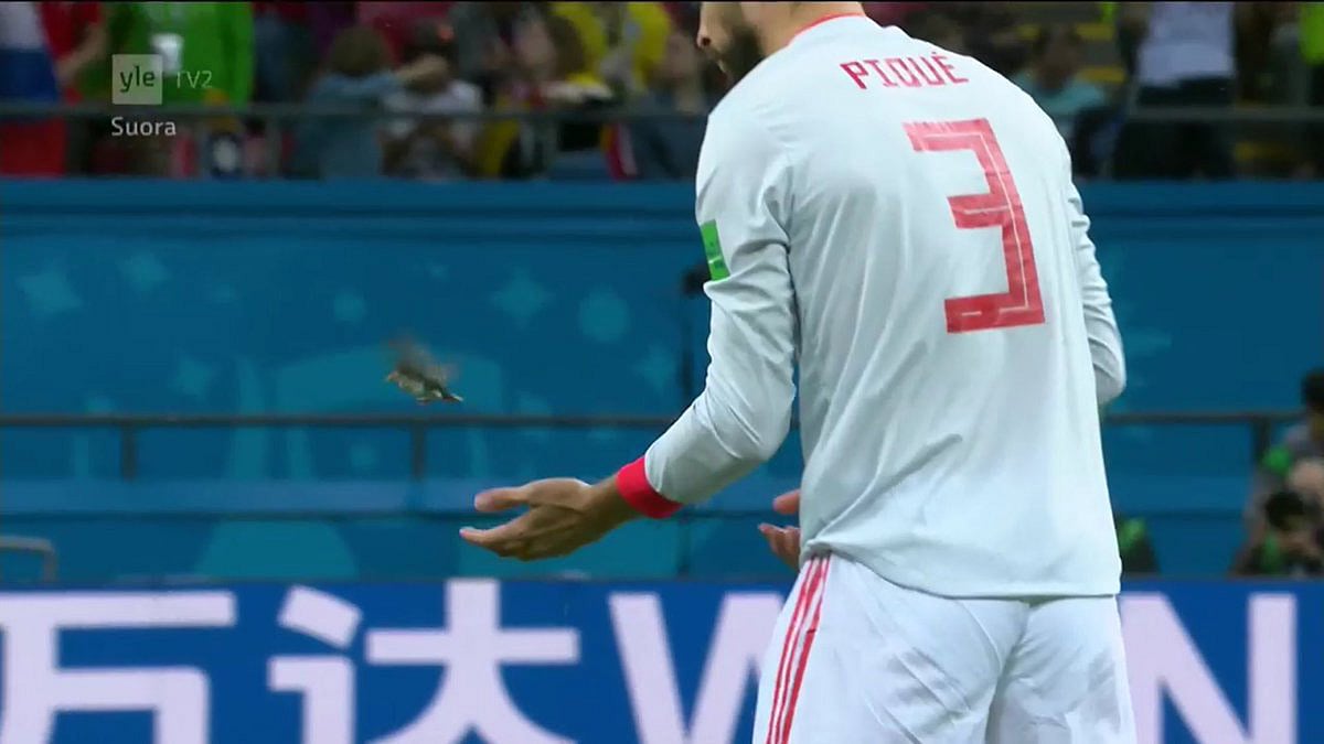 স্পেনের জার্সিতে শততম ম্যাচ খেলতে নেমেছিলেন জেরার্ড পিকে। আরেকটু হলেই উপলক্ষটা পণ্ড হতো! ৮২ মিনিটে ইরানের ভাহিদ আমিরি তাঁর দুই পায়ের মধ্য দিয়ে ‘নাটমেগ’ করে লজ্জায় ফেলে দিয়েছিলেন। গোল না হওয়ায় সেযাত্রায় রক্ষা। তবে পিকে গ্যালারির দর্শকদের মন জিতেছেন কিক-অফের আগেই। তখন ছোট্ট একটা পাখি চষে বেড়াচ্ছিল মাঠে। খেলা শুরু হলে হয়তো যে কারও বুটের তলায় তার ভবলীলা সাঙ্গ হতো। কিন্তু ত্রাণকর্তা হয়ে এলেন পিকে। নজরে পড়তেই পাখিটিকে দুহাত দিয়ে আলতো করে তুলে ছেড়ে দিয়েছিলেন। কে জানে, প্রাণ বাঁচানোয় পিকের প্রতি কৃতজ্ঞতা জানাতেই পাখিটি ফিরে এসেছিল মাঠে! শেষ পর্যন্ত ইস্কো সেই পাখিকে টাচলাইনের ওপাশে রেখে এলেও পিকের মুঠো গলে পাখিটার ডানা মেলার দৃশ্যই গতকালের সেরা ছবি।