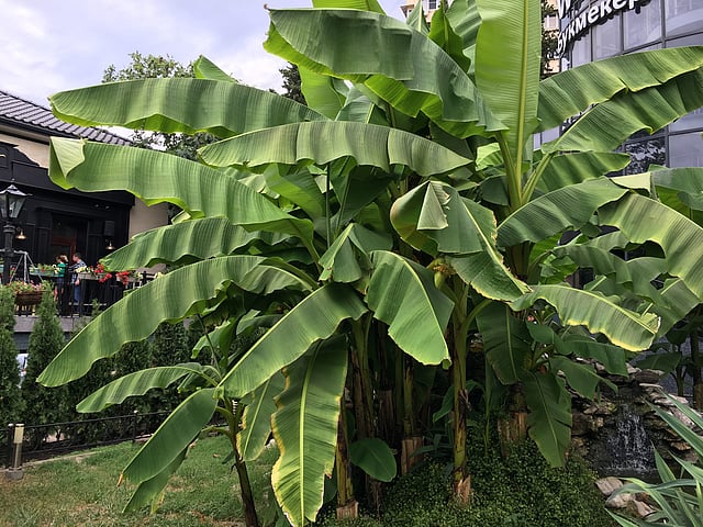 গোটা রাশিয়ায় শুধু সোচিতে আপনি কলা গাছের দেখা পাবেন। সোচিতে উষ্ণ আবহাওয়া থাকার কারণে ক্রান্তীয় জলবায়ু অঞ্চলের অনেক গাছপালা এখানে রয়েছে। ছবি: জামিল খান