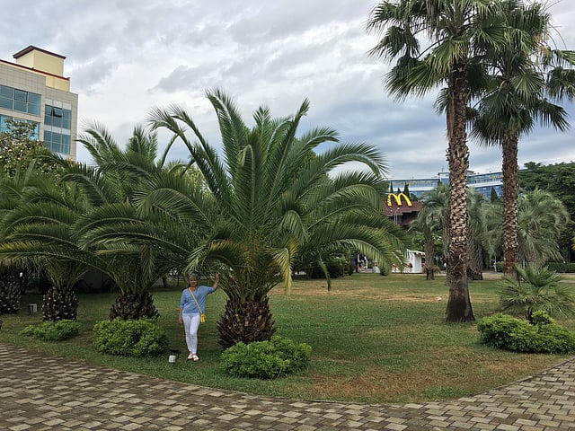 সোচি নগরে বেড়াতে এলে এমন অসংখ্য পাম গাছ আপনার চোখে পরবে। এই পাম গাছগুলোই সোচি শহরের অন্যতম আকর্ষণ। ছবি: জামিল খান