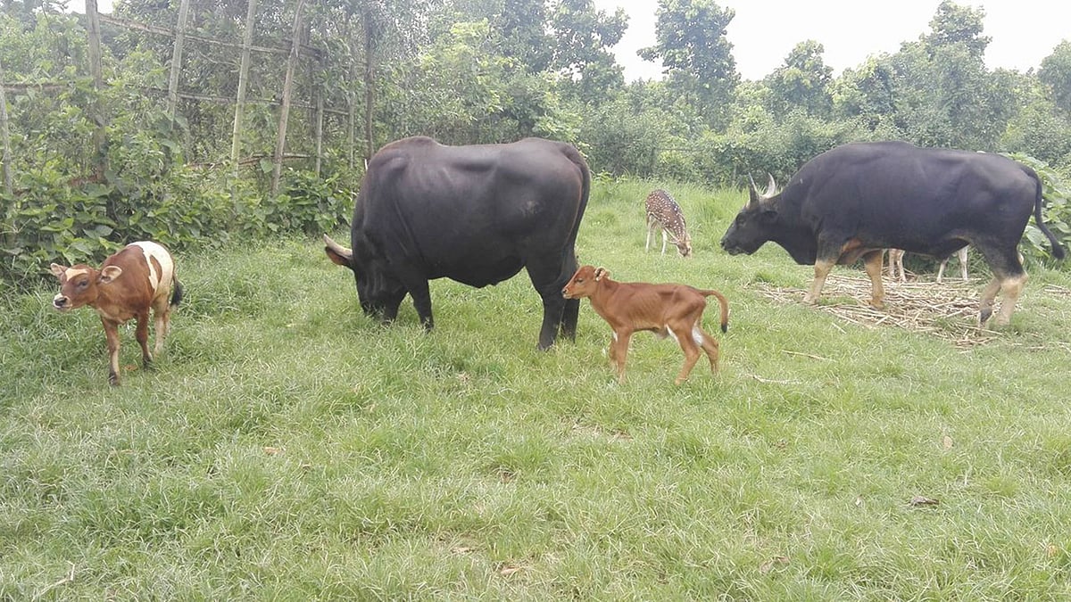 বঙ্গবন্ধু শেখ মুজিব সাফারি পার্কে সম্প্রতি জন্ম নেওয়া গয়ালের বাচ্চা দুটি মায়ের সঙ্গে ঘুরে বেড়াচ্ছে। গাজীপুর, ৩০ জুন। ছবি: সাদিক মৃধা
