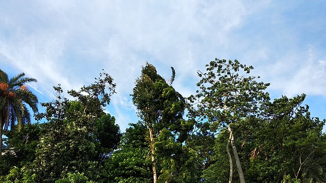 বুক চিতিয়ে আছে সবুজ গাছগুলো। ছবি: মাসুম আলী