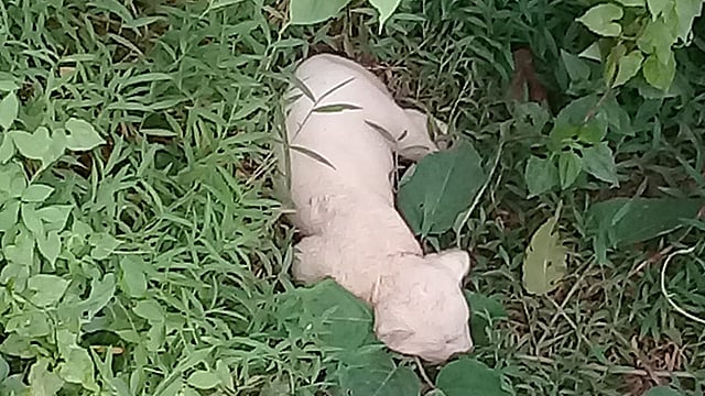 গাজীপুরের বঙ্গবন্ধু শেখ মুজিব সাফারি পার্কে সাদা সিংহ শাবকের জন্ম হয়েছে। ছবিটি সম্প্রতি তোলা। ছবি: পার্ক কর্তৃপক্ষের সৌজন্যে