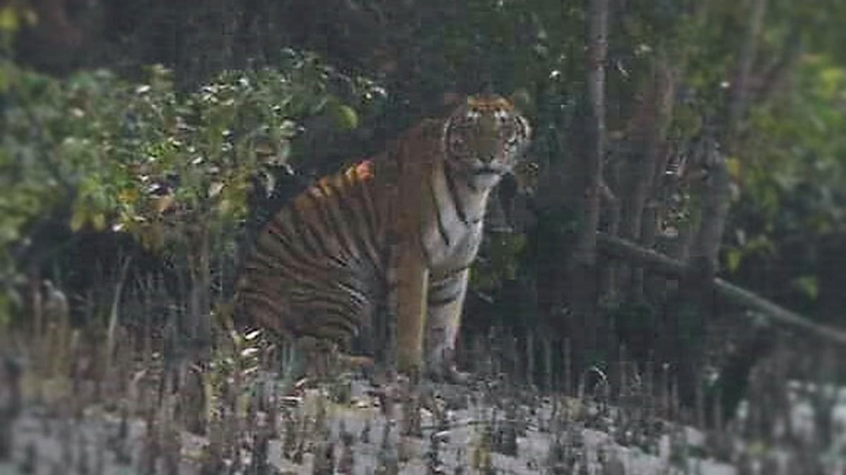 সুন্দরবনের ডিঙ্গিমারী এলাকায় নদীর ধারে দাঁড়িয়ে বেঙ্গল টাইগার। ১৯ ডিসেম্বর, ২০১৭। ছবি: সালাউদ্দিন বাপ্পীর সৌজন্যে