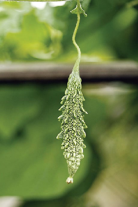 কৃতজ্ঞতা: বিনতীস ফেয়ারি গার্ডেন, ছবি: সুমন ইউসুফ