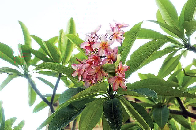 কৃতজ্ঞতা: বিনতীস ফেয়ারি গার্ডেন, ছবি: সুমন ইউসুফ