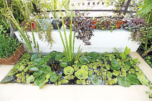 কৃতজ্ঞতা: বিনতীস ফেয়ারি গার্ডেন, ছবি: সুমন ইউসুফ