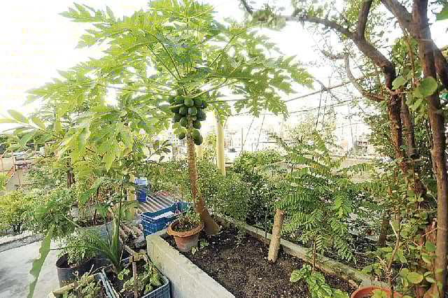 কৃতজ্ঞতা: বিনতীস ফেয়ারি গার্ডেন, ছবি: সুমন ইউসুফ