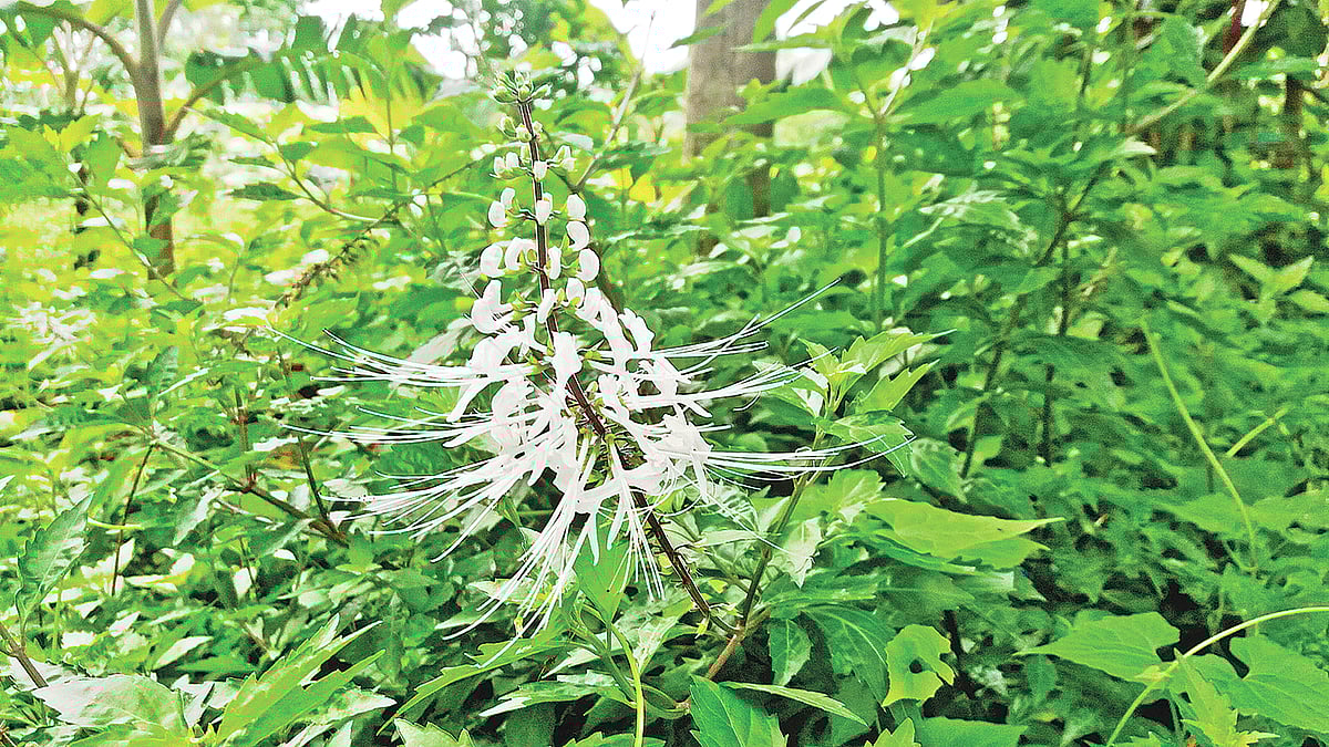 হুলাবনকিকার ফুল। গত ২৬ মে ময়মনসিংহের মুক্তাগাছার মলাজানি গ্রামে।  ছবি: লেখক
