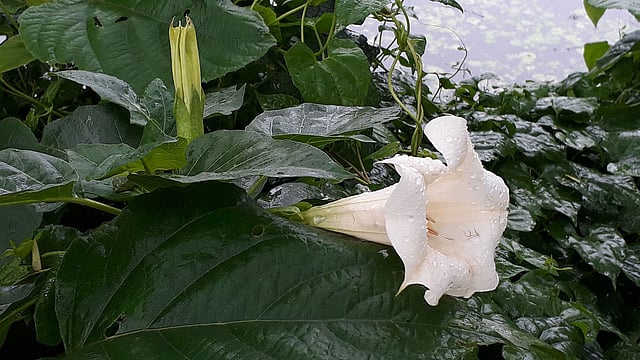 রাস্তার পাশে বৃষ্টিভেজা ধুতরা ফুল। রায়গঞ্জ, সিরাজগঞ্জ, ২৫ জুলাই। ছবি: সাজেদুল আলম