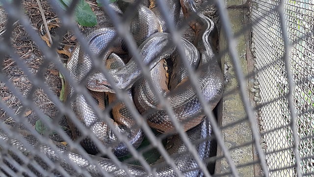 আমাজনের জঙ্গল থেকে ধরে নিয়ে আসা জর্জটাউন চিড়িয়াখানার সেই অ্যানাকোন্ডা। ছবি: প্রথম আলো