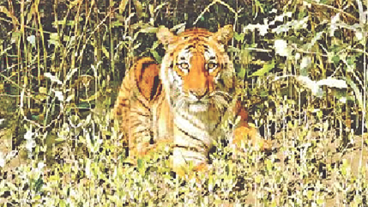 বেঙ্গল টাইগার। ২০১৪ সালে সুন্দরবনের মান্দারবাড়িয়া এলাকায়। ফাইল ছবি