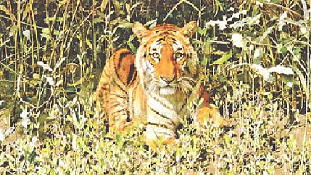 বেঙ্গল টাইগার। ২০১৪ সালে সুন্দরবনের মান্দারবাড়িয়া এলাকায়।  ফাইল ছবি
