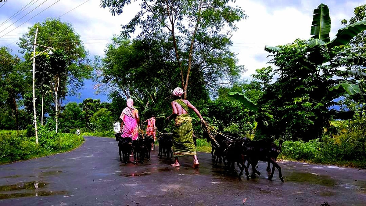 পশ্চিম মেদিনীপুরের জঙ্গলমহল। ছবি: ভাস্কর মুখার্জি