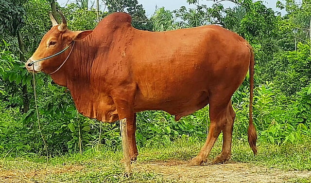 কোরবানির গরু মেসি। ছবি: প্রথম আলো